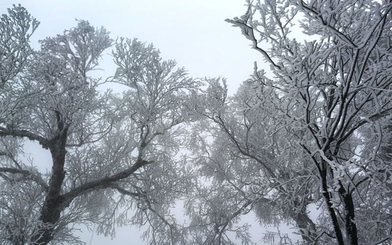 吉林市初雪：玉樹銀花 分外妖嬈 